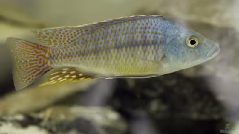 Stigmatochromis Modestus von Ralf Bauer (19)