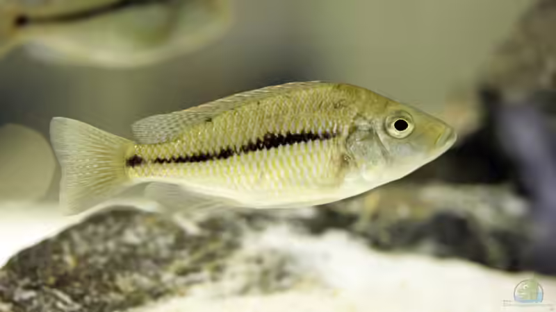 Einrichtungsbeispiele für Stigmatochromis modestus