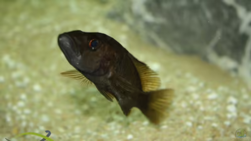 Stigmatochromis modestus (WF) von Michael Brunner (11)