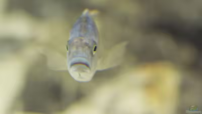 Einrichtungsbeispiele für Stigmatochromis modestus