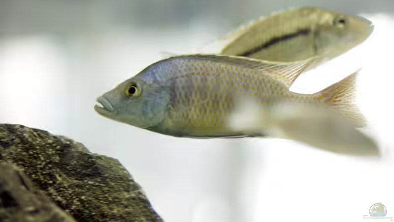 Einrichtungsbeispiele für Stigmatochromis modestus