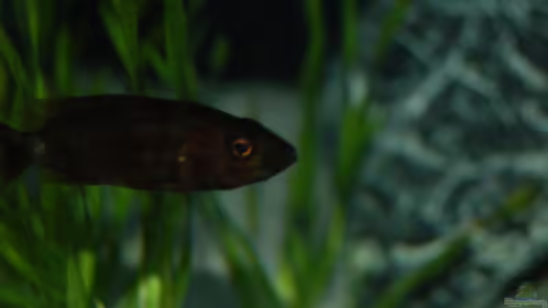 Einrichtungsbeispiele für Stigmatochromis modestus
