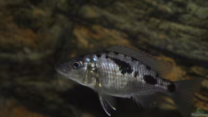 Stigmatochromis sp. tolae von Lutz K (76)
