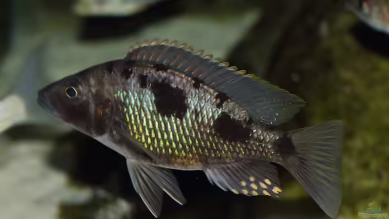 Stigmatochromis sp. Tolae WFNZ Männchen 06.12.2013 von Klaus Lischka (71)