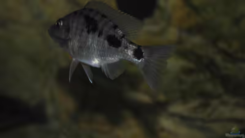 Einrichtungsbeispiele für Stigmatochromis melanchros (sp. tolae)