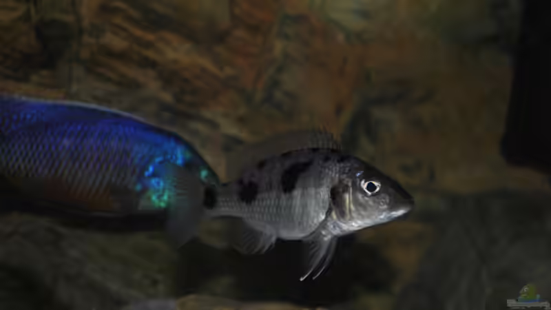 Einrichtungsbeispiele für Stigmatochromis melanchros (sp. tolae)