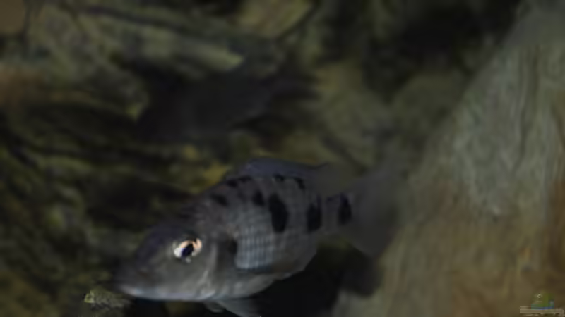 Einrichtungsbeispiele für Aquarien mit Stigmatochromis