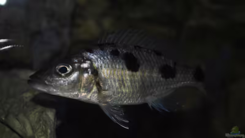 Einrichtungsbeispiele für Aquarien mit Stigmatochromis
