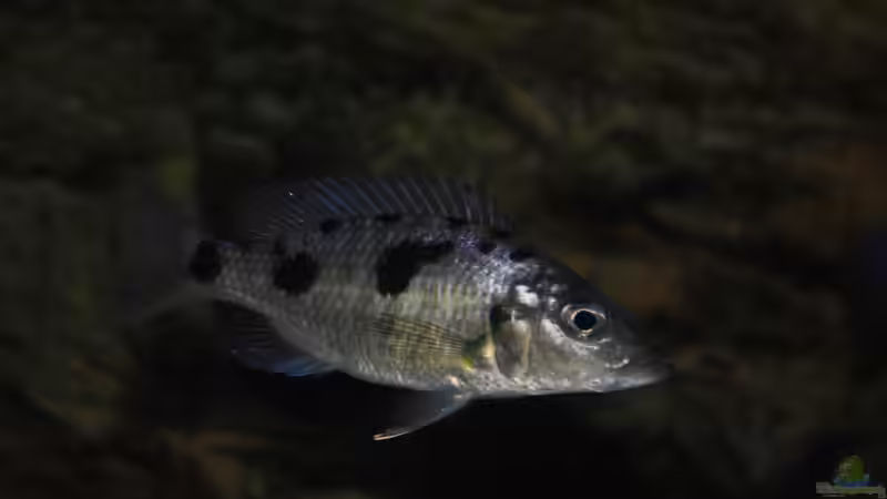 Einrichtungsbeispiele für Aquarien mit Stigmatochromis