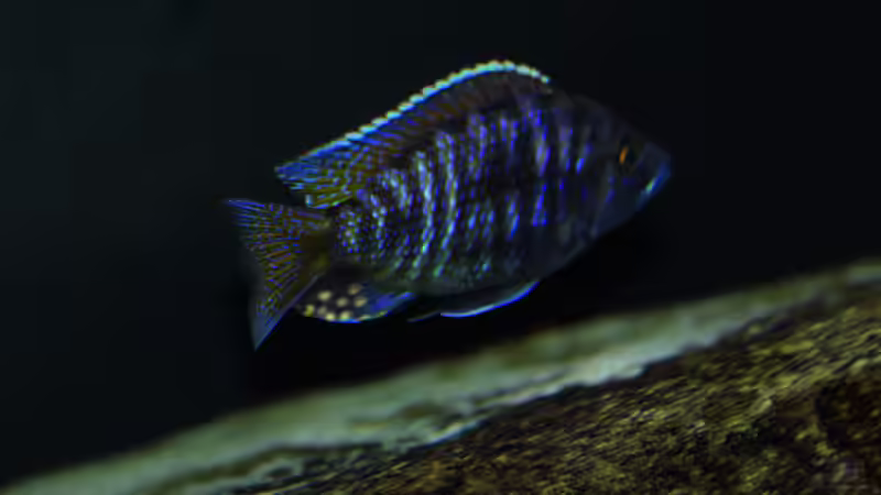 Stigmatochromis spec. modestus eastern von MalawiMartin (21)