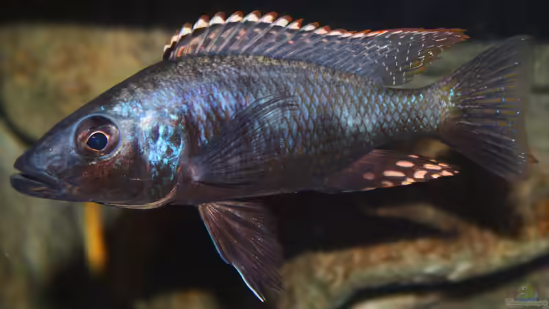 Stigmatochromis tolae ( Männchen 18 cm im Moment groß ) von Florian Bandhauer (96)