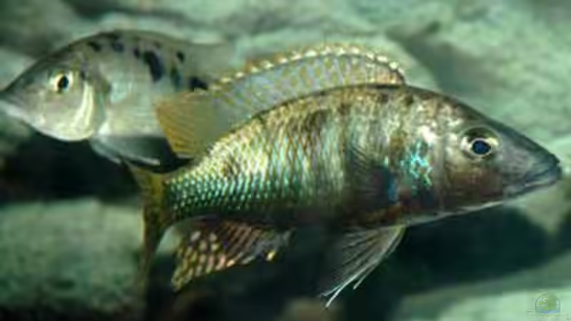 Stigmatochromis ´tolae´ von Heiko Gröschel (9)