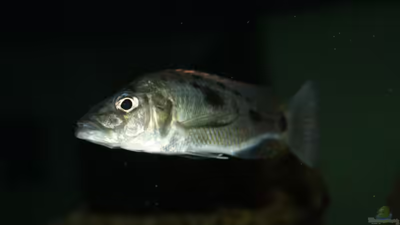 Stigmatochromis tolae weibchen von Swenni (54)