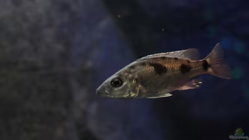 Einrichtungsbeispiele für Stigmatochromis melanchros (sp. tolae)