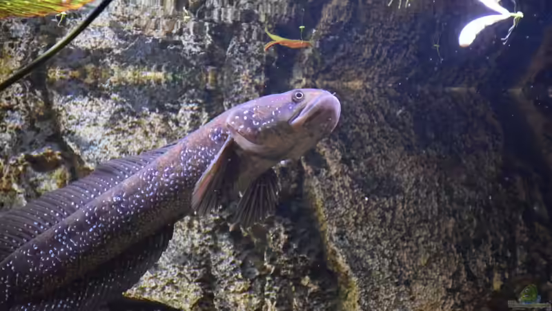 Stint im Fokus.. von Christian Andreas (7)