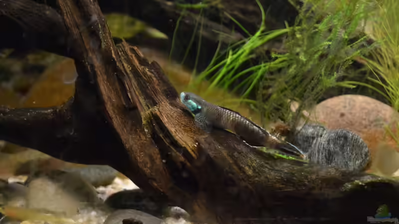 Stiphodon cf. rutilaureus (m - in Balzfärbung?) von Dominik (61)