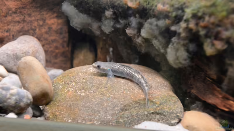 Stiphodon cf. rutilaureus (m) von Dominik (31)