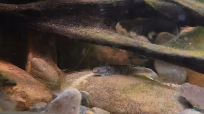 Stiphodon cf. rutilaureus (m) von Dominik (32)