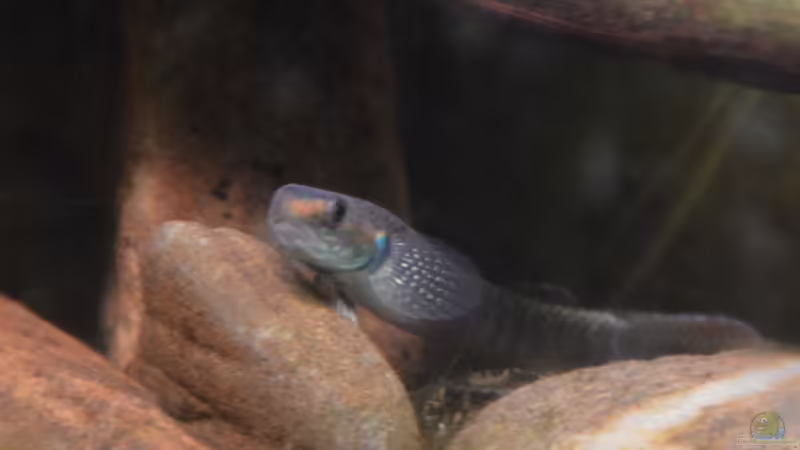 Stiphodon cf. rutilaureus (m) von Dominik (33)