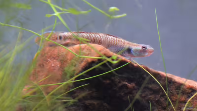 Stiphodon cf. rutilaureus (m) von Dominik (59)