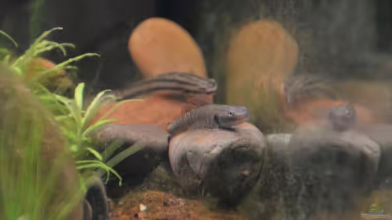 Stiphodon cf. rutilaureus von Dominik (44)