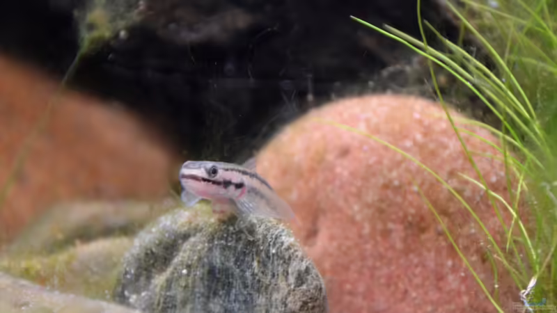 Stiphodon cf. rutilaureus (w) von Dominik (39)