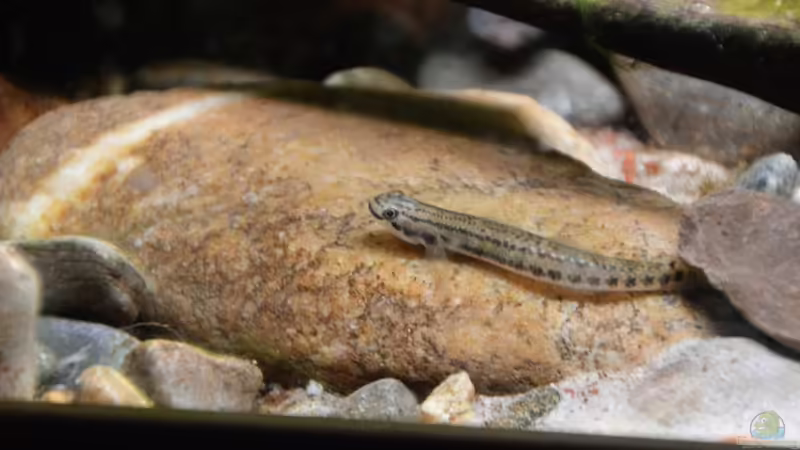 Stiphodon cf. rutilaureus (w) von Dominik (43)