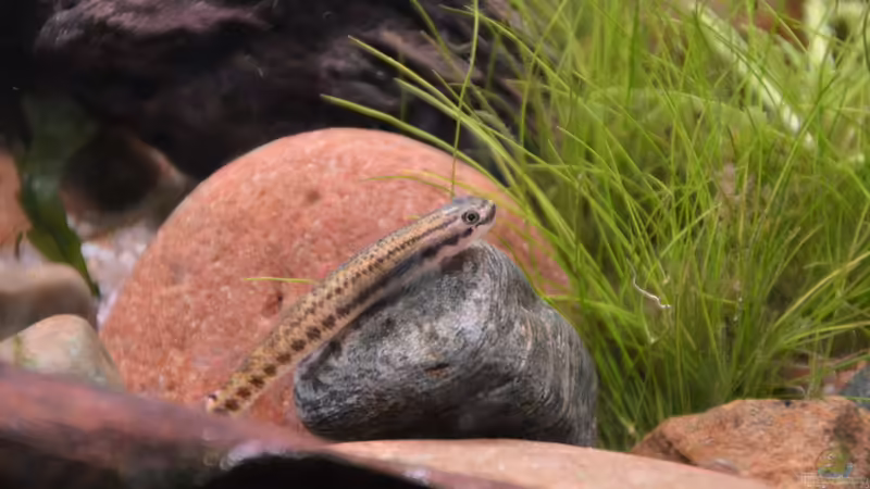 Stiphodon cf. rutilaureus (w) von Dominik (56)