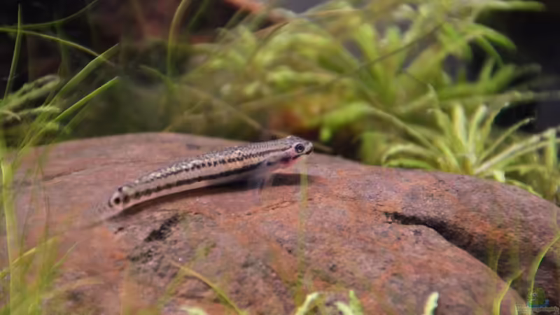 Stiphodon cf. rutilaureus (w) von Dominik (57)