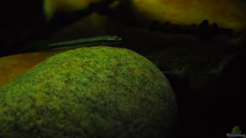 Stiphodon elegans (male) von Benjamin Hamann (1)