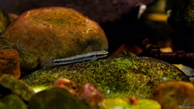 Stiphodon elegans (male) von Benjamin Hamann (11)