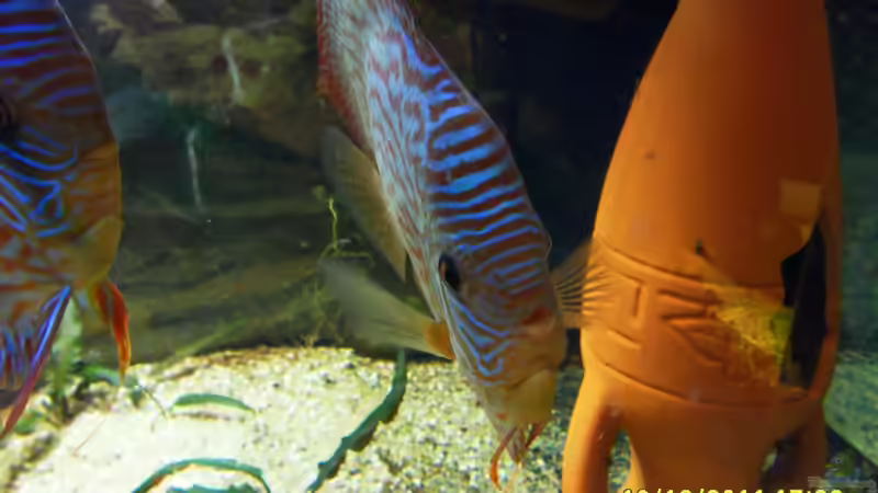 Stirnansicht vom Rottürkismännchen von Ulrich Sauerhering (47)