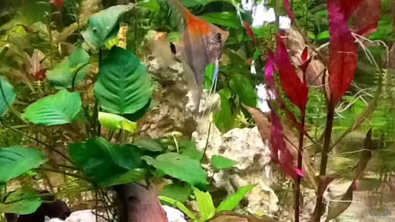 Stirnansicht von Süßwasserpirat (6)