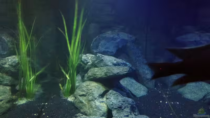 Stirnseite  von der Steirer (5)