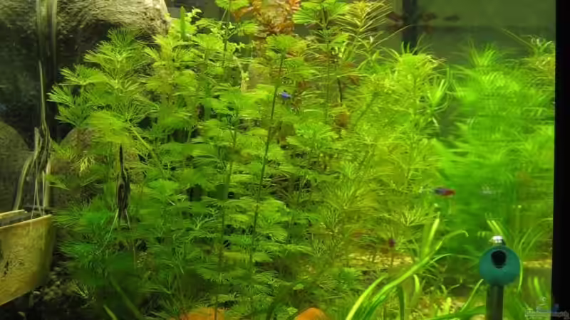 Stirnseite links von Engelbert Rupnow (2)