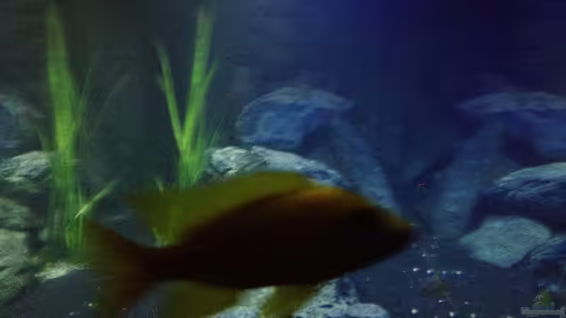 Stirnseite mit Aulonocara St. maleri von der Steirer (6)