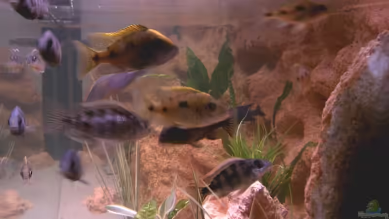 stirnseite von blume007 (5)