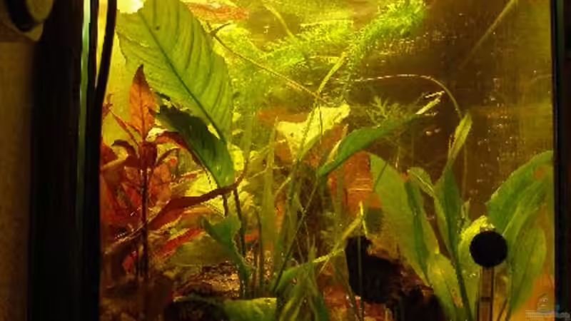 Stirnseite von Maja Knodel (4)