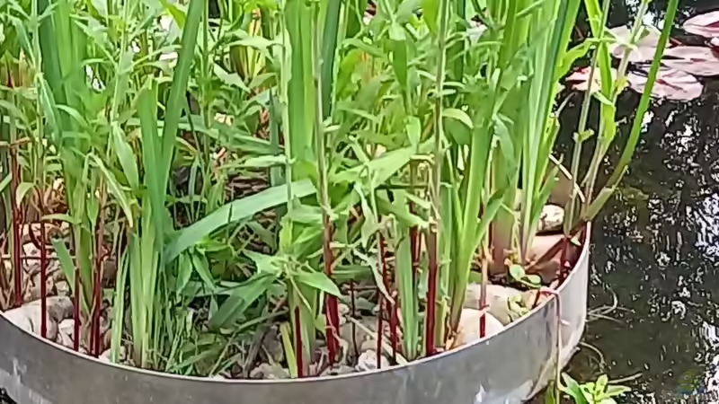 Stockente beim Nisten. Der nächste Vesuch. von Acero (10)