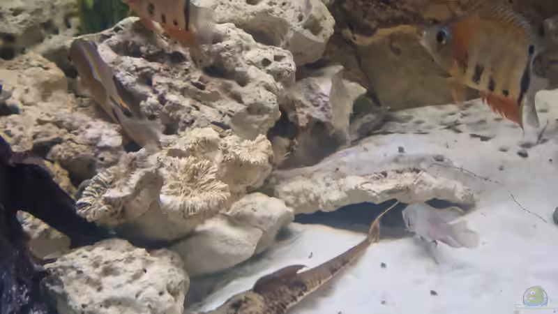 Störwels - Sturisoma aureum von DocMau (9)