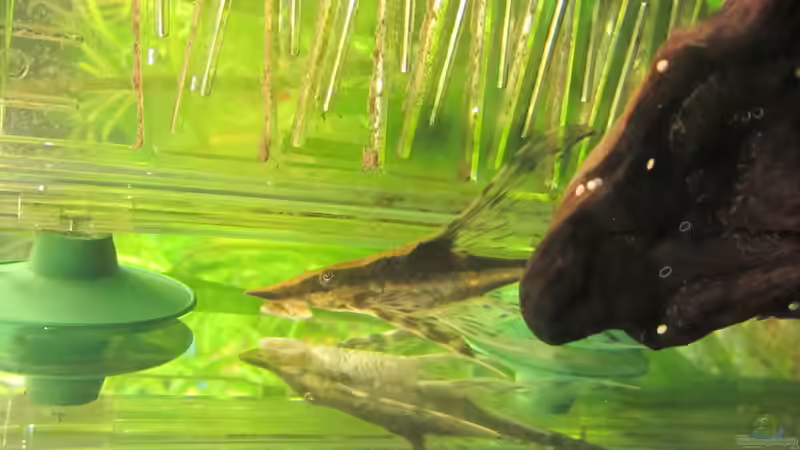 Störwels - Sturisoma von Mofafi-Liebhaber (85)