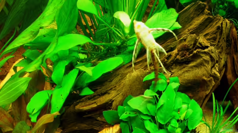 Störwels 19.12.10 von ~Marco~ (68)