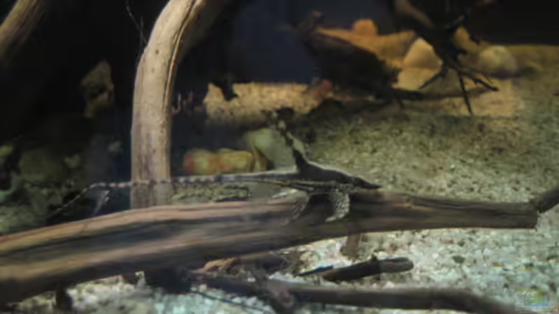 störwels die zweite von Alex S (36)