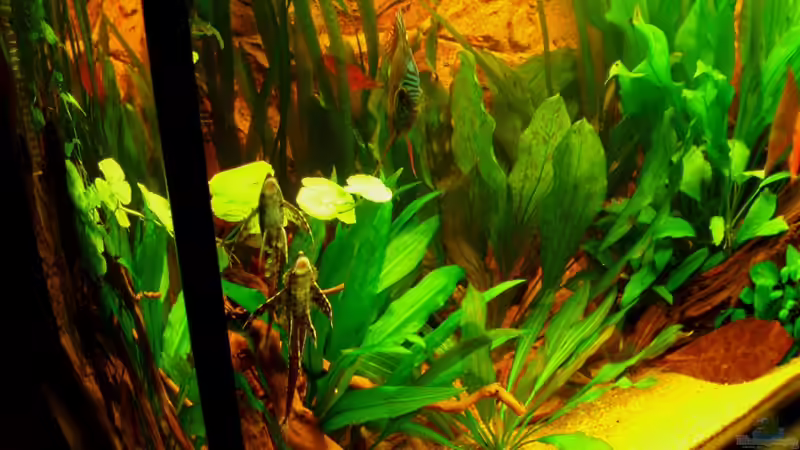 Störwelse beim Eierlegen 07.01.11 von ~Marco~ (59)