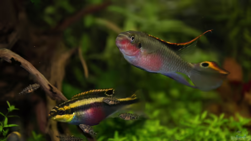 Stolze Eltern von Aniram (9)