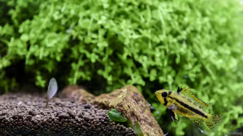 Stolze Mutter von JARB (53)