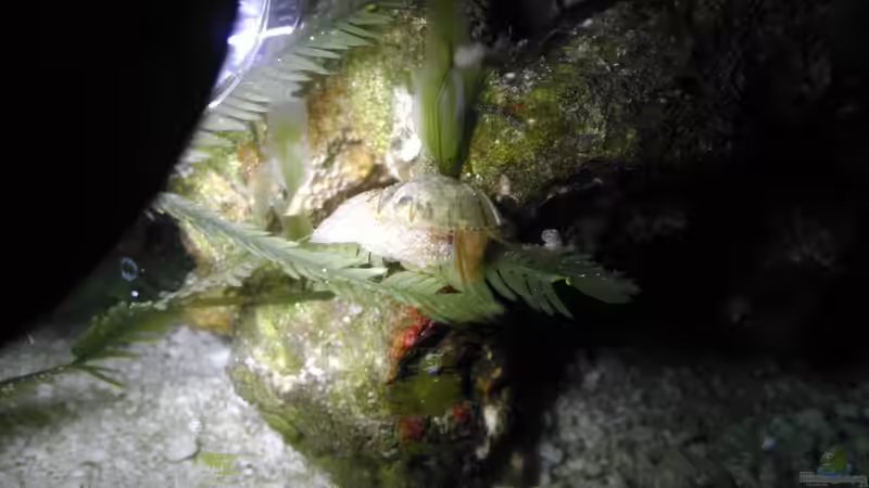 Stomatella varia - Ohrschnecke von Micha (76)