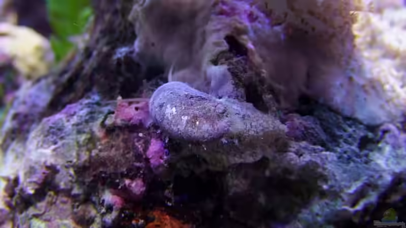 Stomatella varia, Ohrschnecke: Nützlicher blinder Passagier, in graubraun und schwarz vorhanden von Denise83 (13)