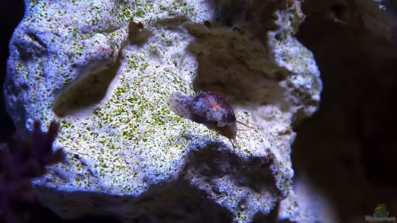 Stomatella varia von Summse (65)