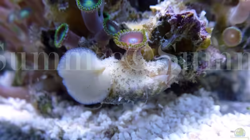 Stomatella varia von Summse (66)